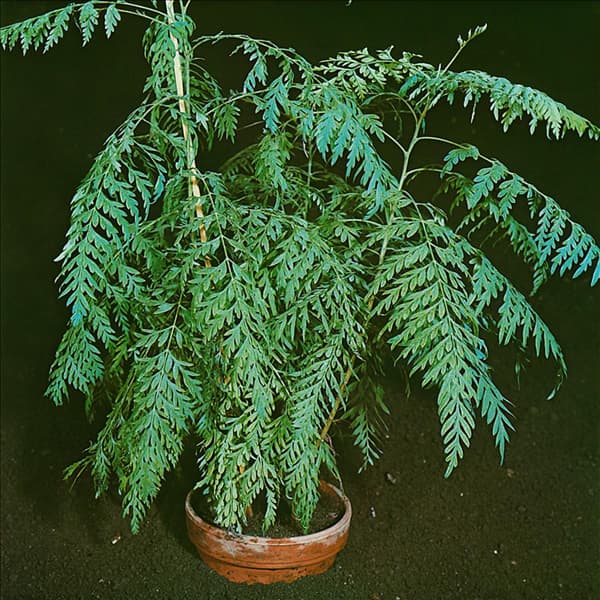 GREVILLEA ROBUSTA