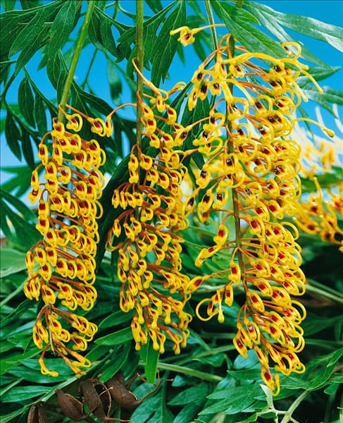 GREVILLEA ROBUSTA/DETAIL