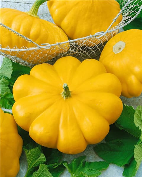 Kürbis / Cucurbita pepo var. patissonini