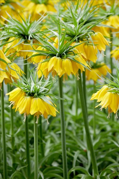 Fritillaria imperialis Maxima Lutea