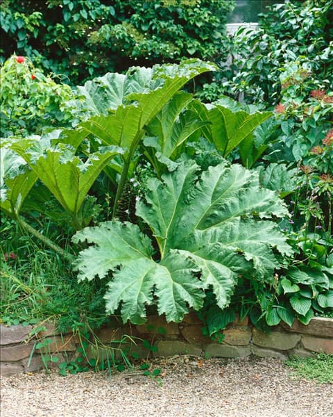 GUNNERA manicata (Syn: G. brasiliensis)