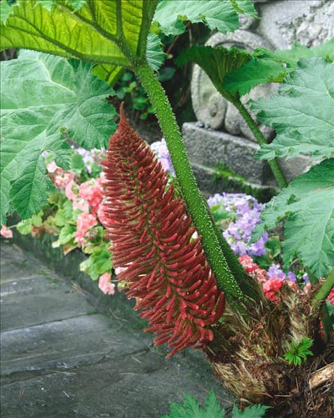 GUNNERA manicata / flower (Syn: G. brasiliensis)