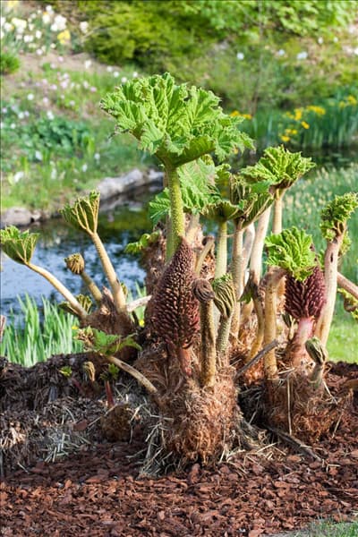 Gunnera manicata