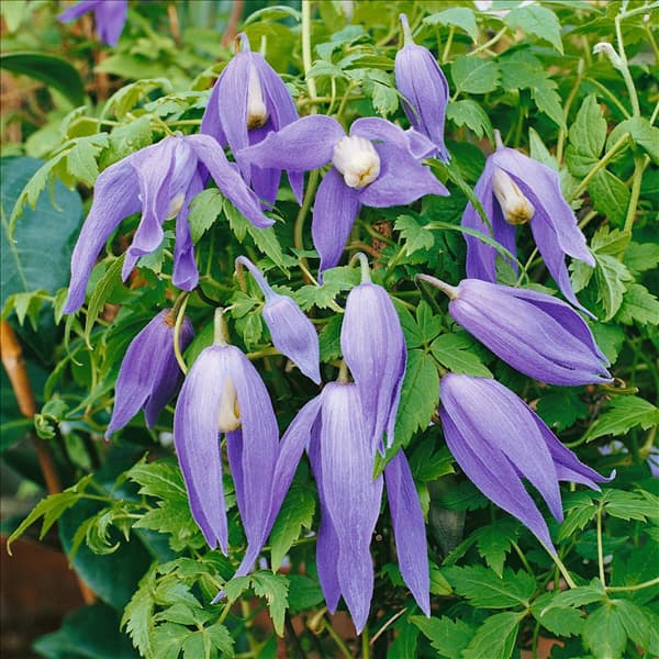 Clematis alpina Francis Rivis