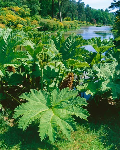 GUNNERA manicata (Syn: G. brasiliensis)