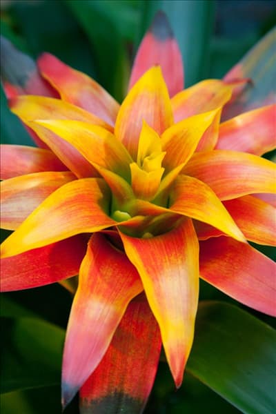 Guzmania