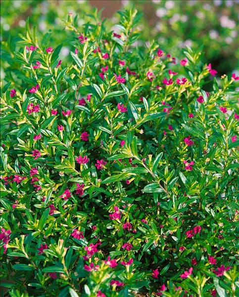 Cuphea hyssopifolia Ruby
