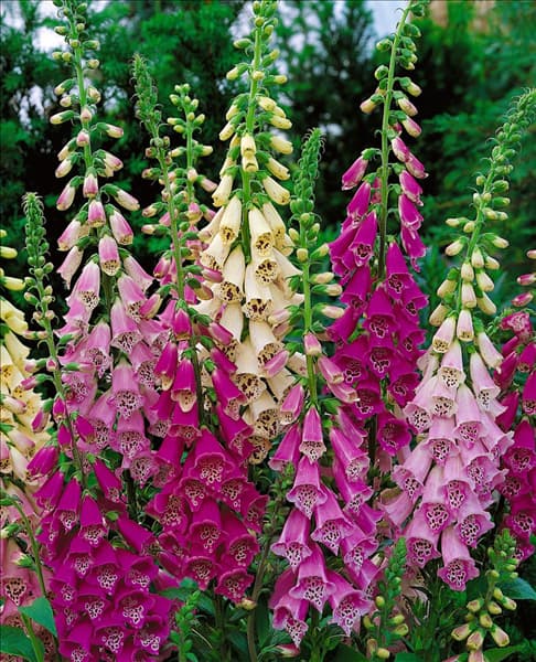 DIGITALIS PURPUREA FOXY / MIX