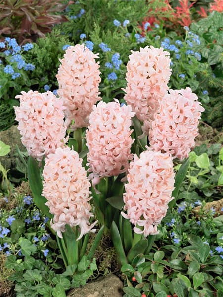 Hyacinthus Apricot Passion