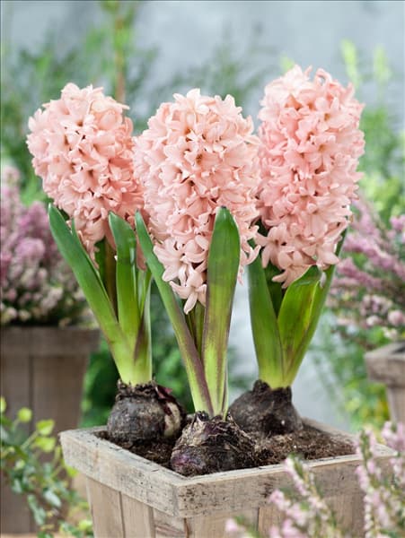Hyacinthus Apricot Passion im Topf