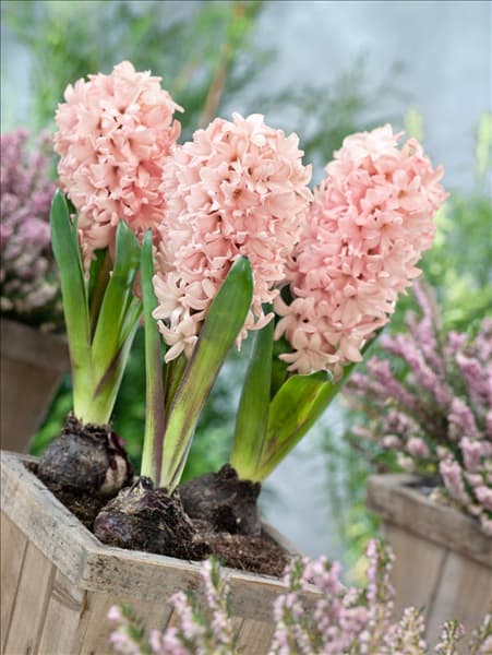 Hyacinthus Apricot Passion im Topf