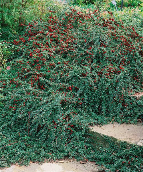 COTONEASTER MICROPHYLLUS