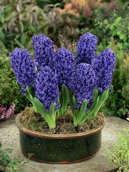 Hyacinthus Blue Pearl in pot