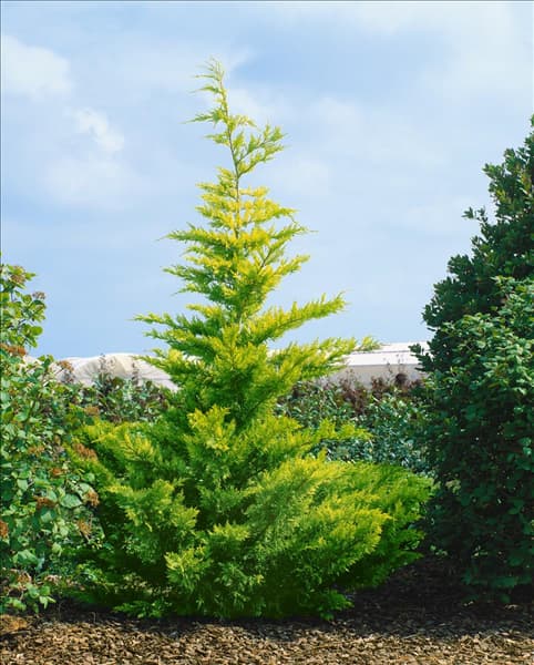 X Cuprocyparis leylandii Golden Rider