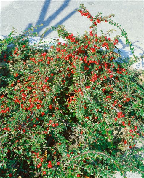 COTONEASTER PRAECOX BOER
