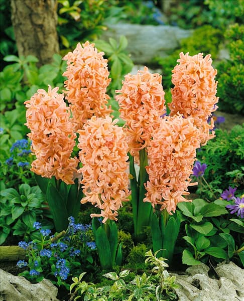 Hyacinthus Gipsy Queen