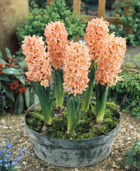 Hyacinthus Gipsy Queen im Topf