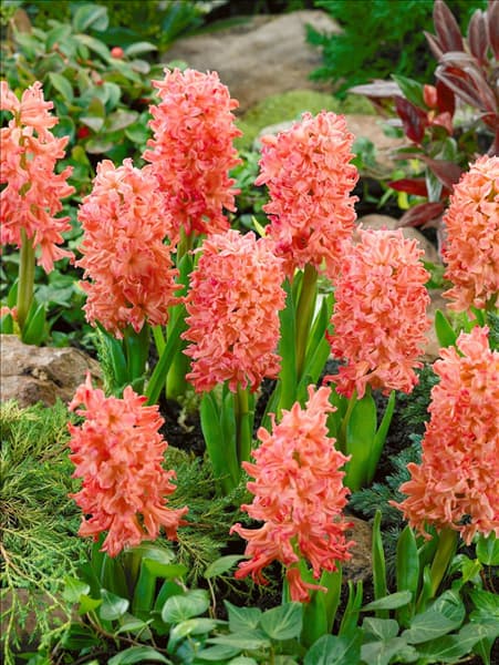 Hyacinthus Gipsy Queen