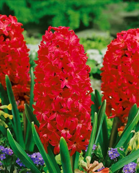 Hyacinthus orientalis Jan Bos