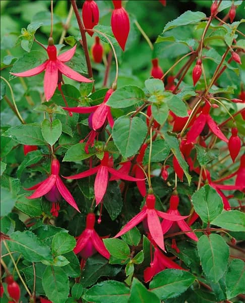 FUCHSIA MRS. POPPLE