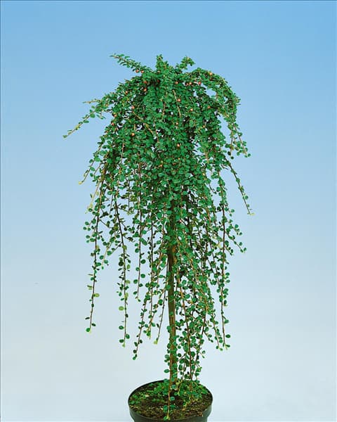 COTONEASTER PROCUMBENS QUEEN OF CARPETS