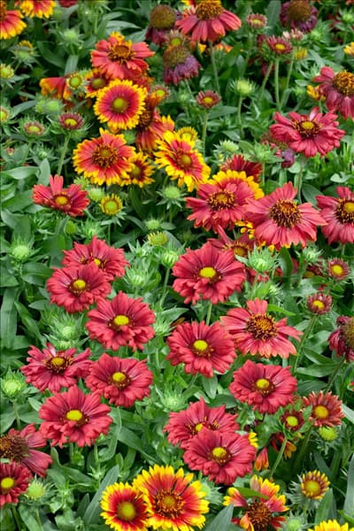 Gaillardia Sunburst (TM) Burgundy Silk