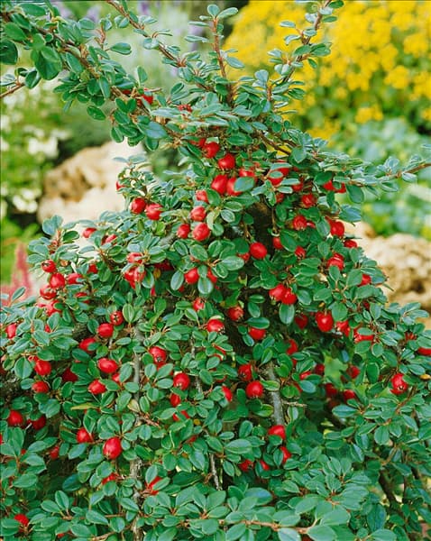 Cotoneaster procumbens Streib's Findling