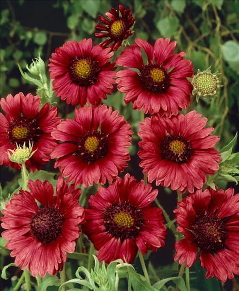 Gaillardia Sunburst Burgundy Silk