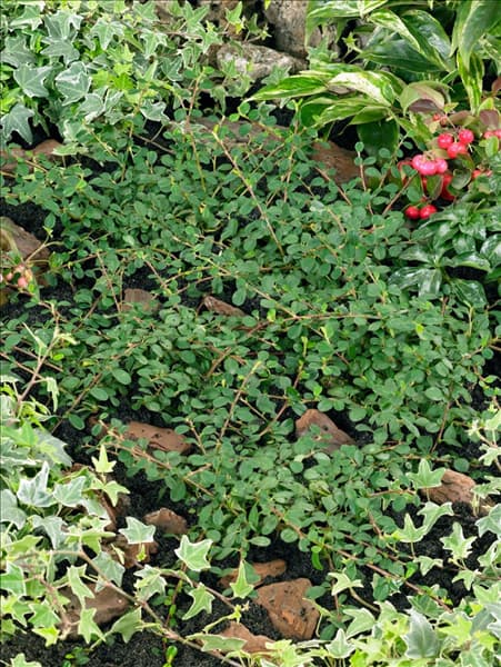 Cotoneaster procumbens Streib's Findling