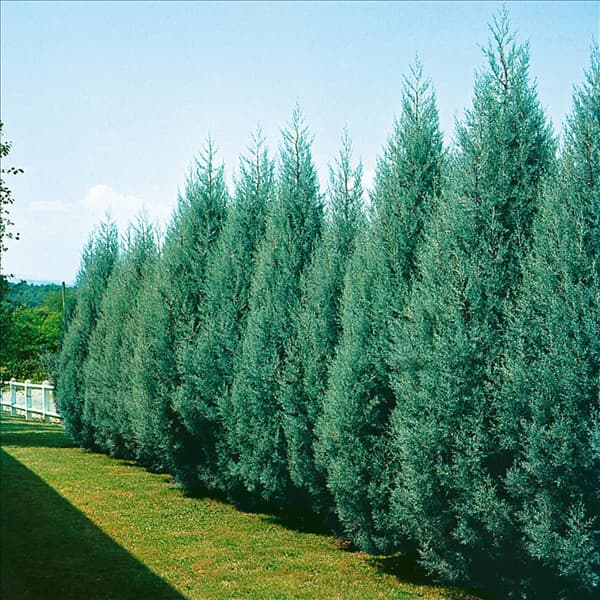 Cupressus arizonica Glauca