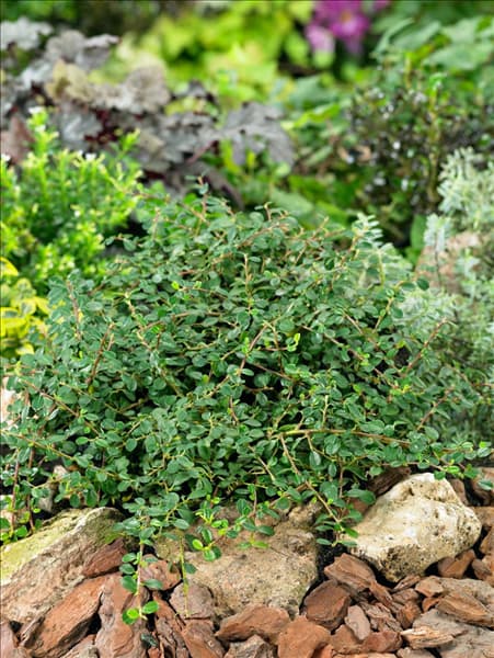 Cotoneaster procumbens Streib's Findling