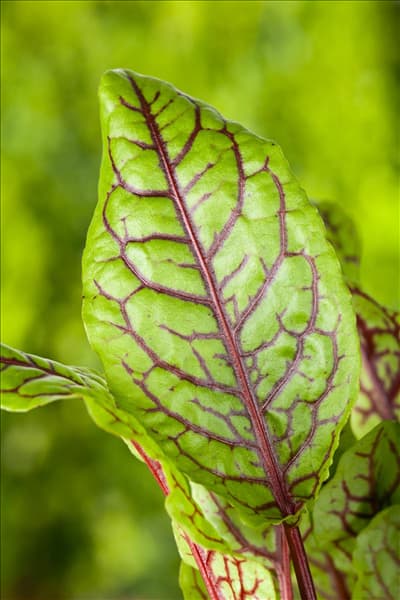 Rumex acetosa