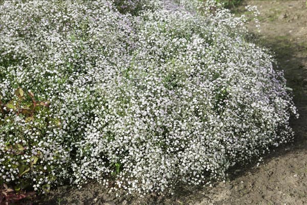 Gypsophila paniculata