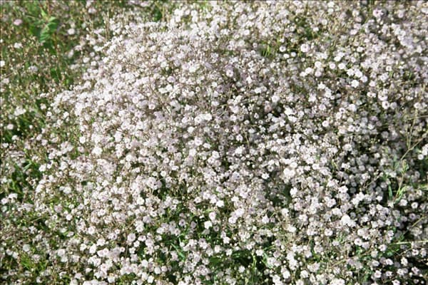 Gypsophila paniculata