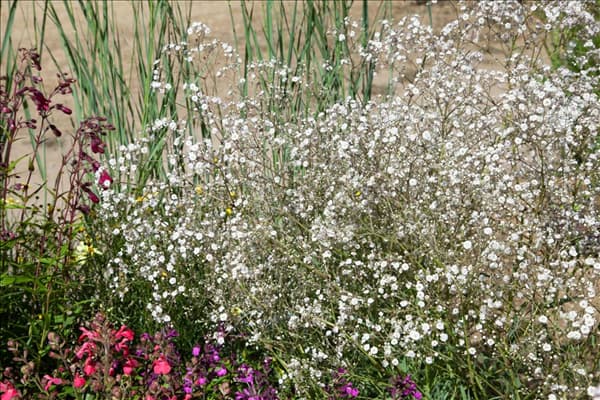 Gypsophila paniculata White Festival