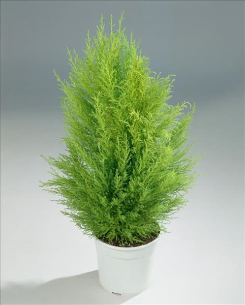 Cupressus macrocarpa Goldcrest in pot