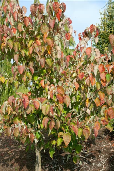 Davidia involucrata Sonoma im Herbst