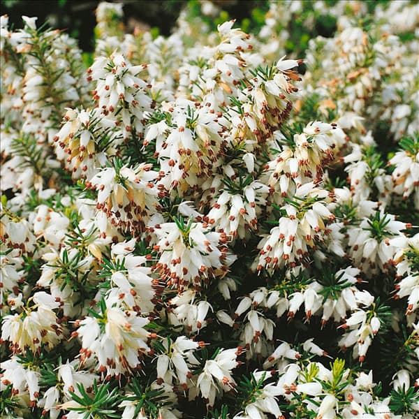 ERICA CARNEA SNOW QUEEN