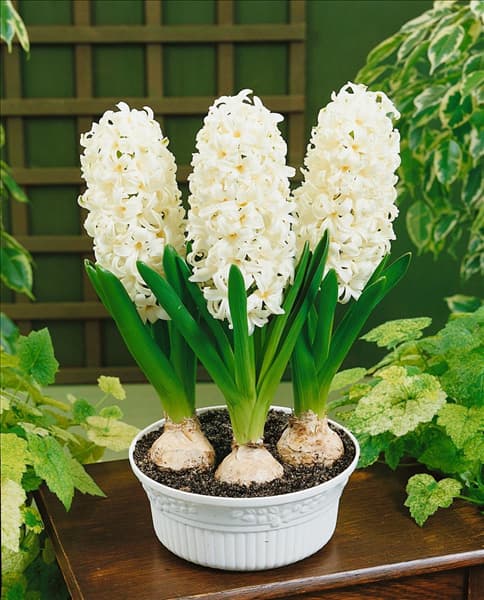Hyacinthus White Pearl in pot