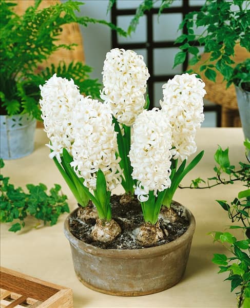 Hyacinthus White Pearl im Topf