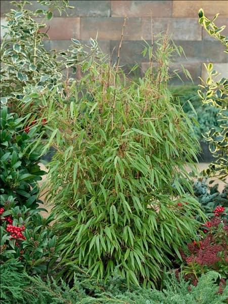 Fargesia rufa