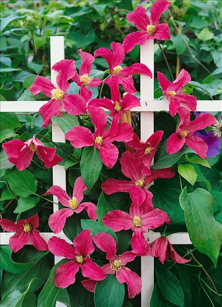 Clematis Zoin INSPIRATION