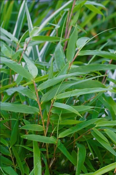 Fargesia rufa Green Panda