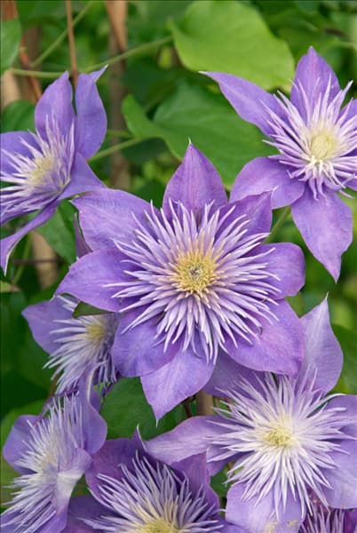 Clematis Crystal Fountain (R)