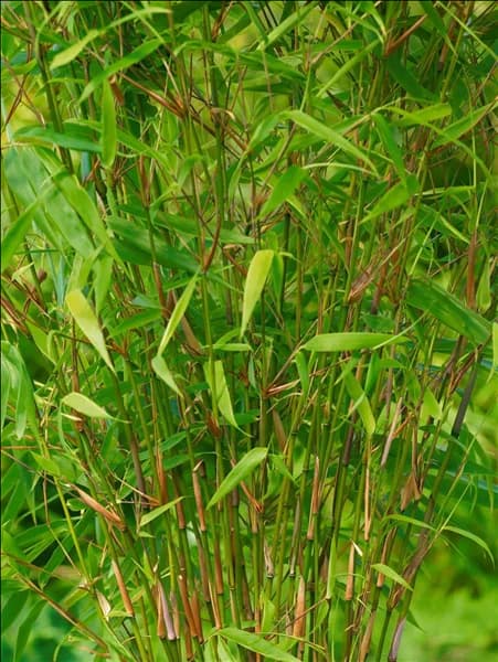 Fargesia rufa