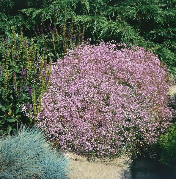 GYPSOPHILA ROSENSCHLEIER