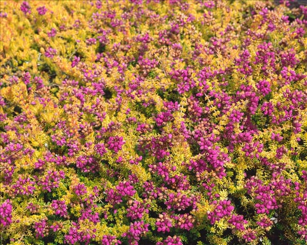 Erica cinerea Fiddler's Gold