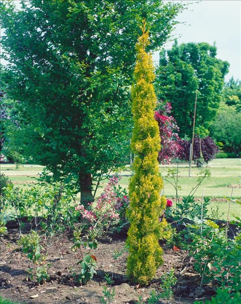 Cupressus sempervirens Swane's Gold