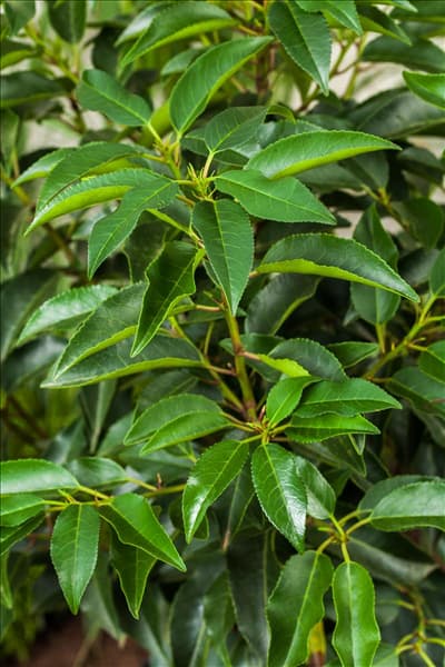 Prunus lusitanica