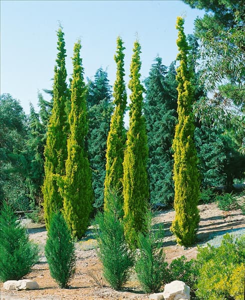 Cupressus sempervirens Aurea